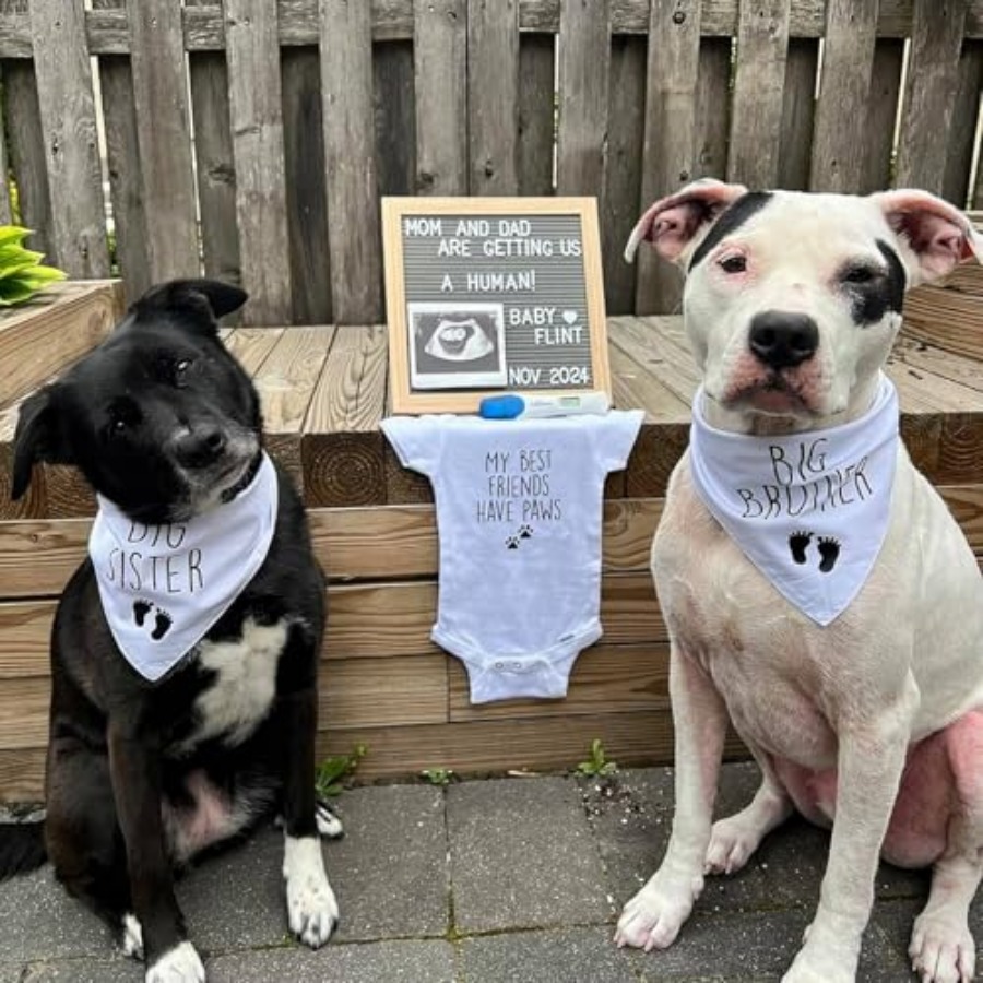 Blank Dog Bandanas -1PCS, DIY  - Bandana Blank White 리뷰 및 가격